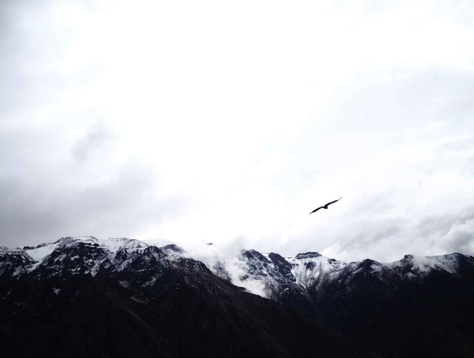 condor-en-colca