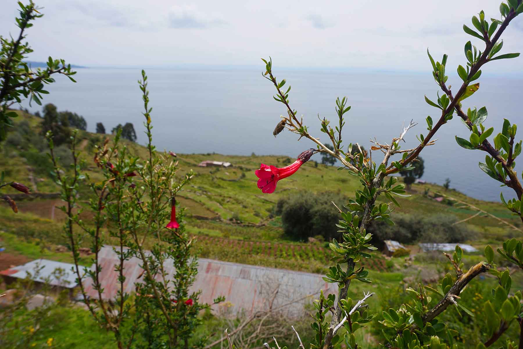 isla-taquile-flor